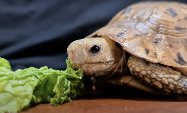 Lettuce And 3 Animals That Can Safely Eat It